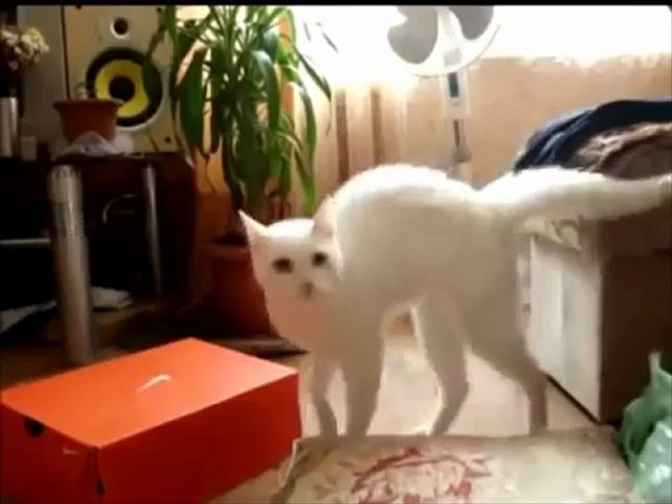 Кошки! Улыбнись — 3. ТВ