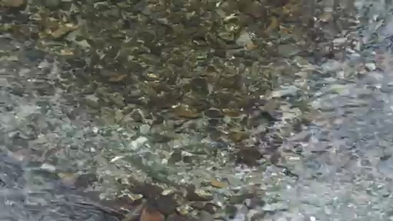 Seingleys 12-12-12 Fertilizer 📈