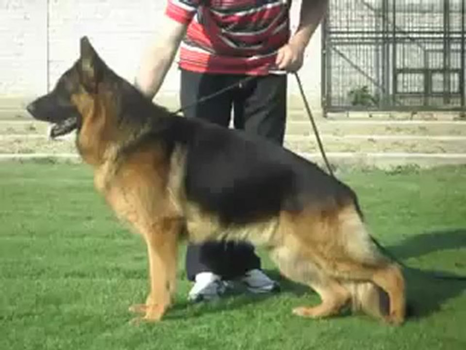 Quen von panoniansee