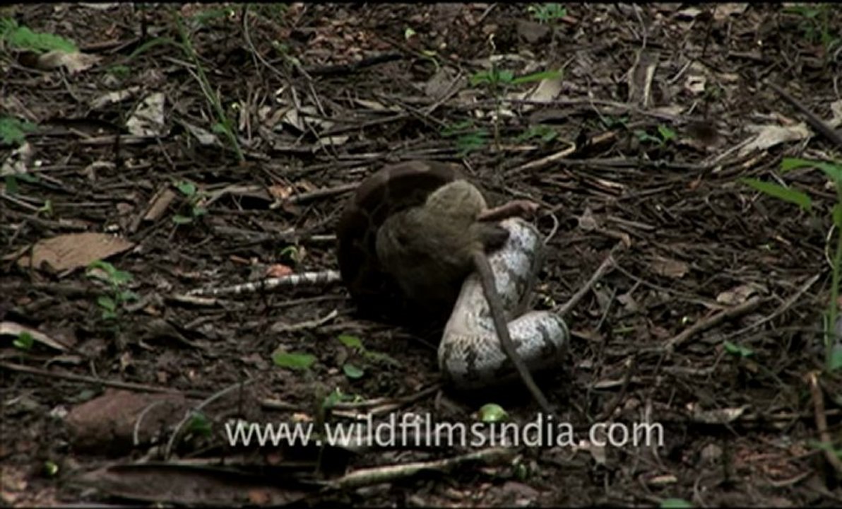 Python-hdv-tape-5-3.flv