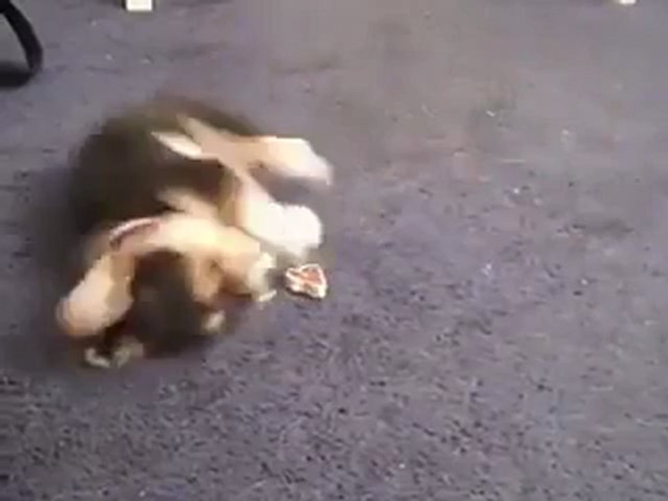 Cachorrinho tem dificuldade para abocanhar recompensa - http://tugalol.com