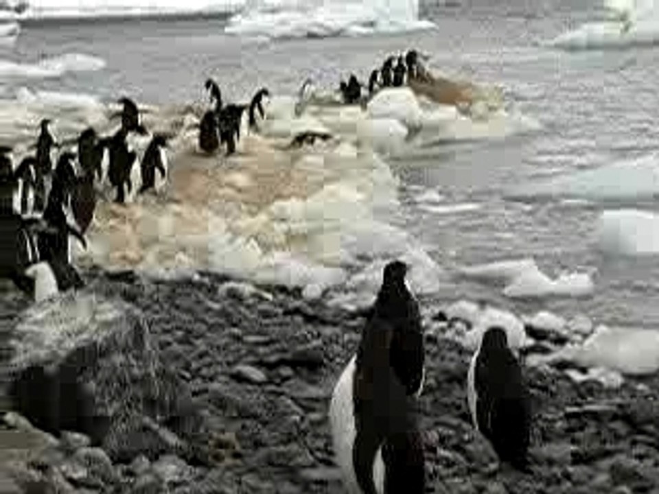 antarctique-colonie-pingouins