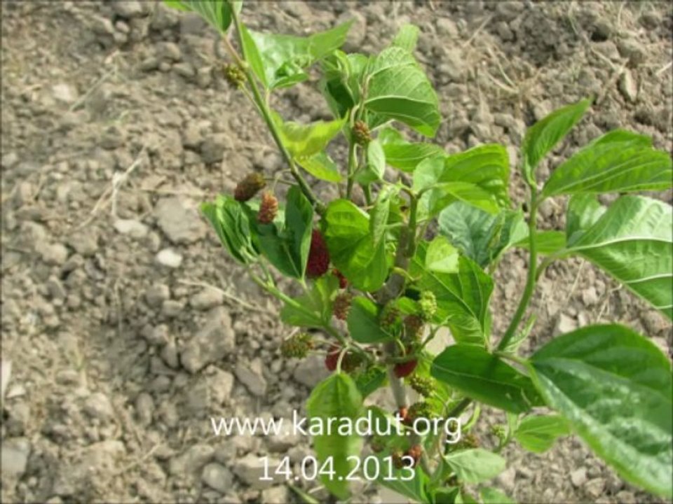 LAÇİN DUT BAHÇESİ