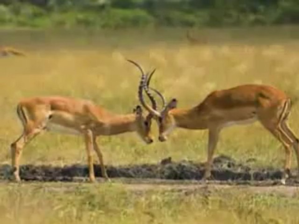 Africa Holidays - African Safari Vacation