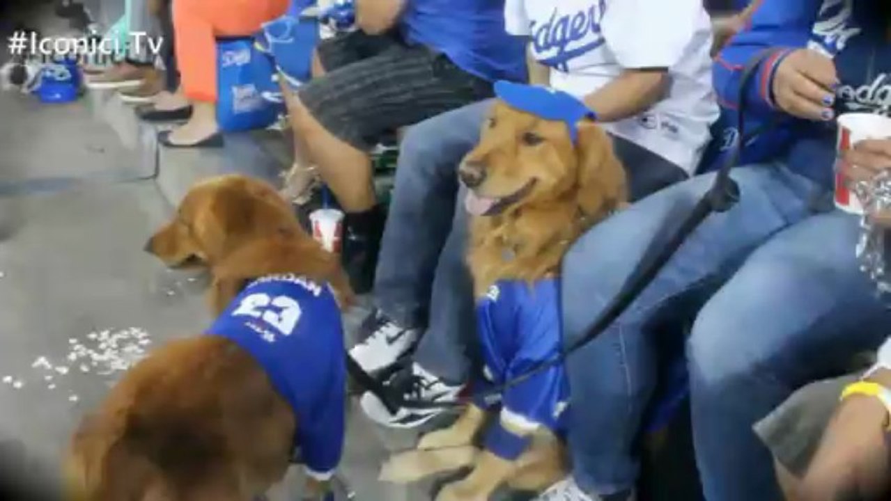 Bark In The Park At Dodgers Stadium