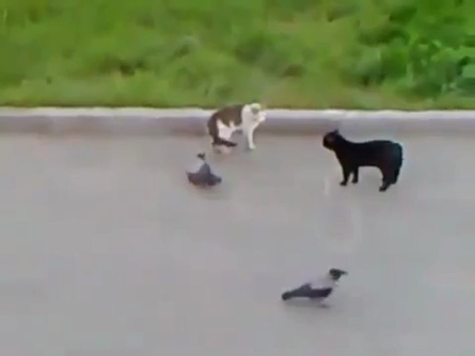 Разборки кота против кота с воронами