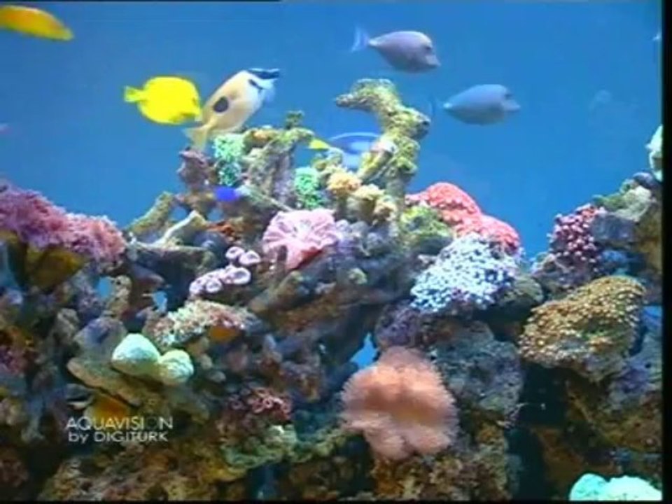 Arabic Instrumental Music on Radio Canal 🎶