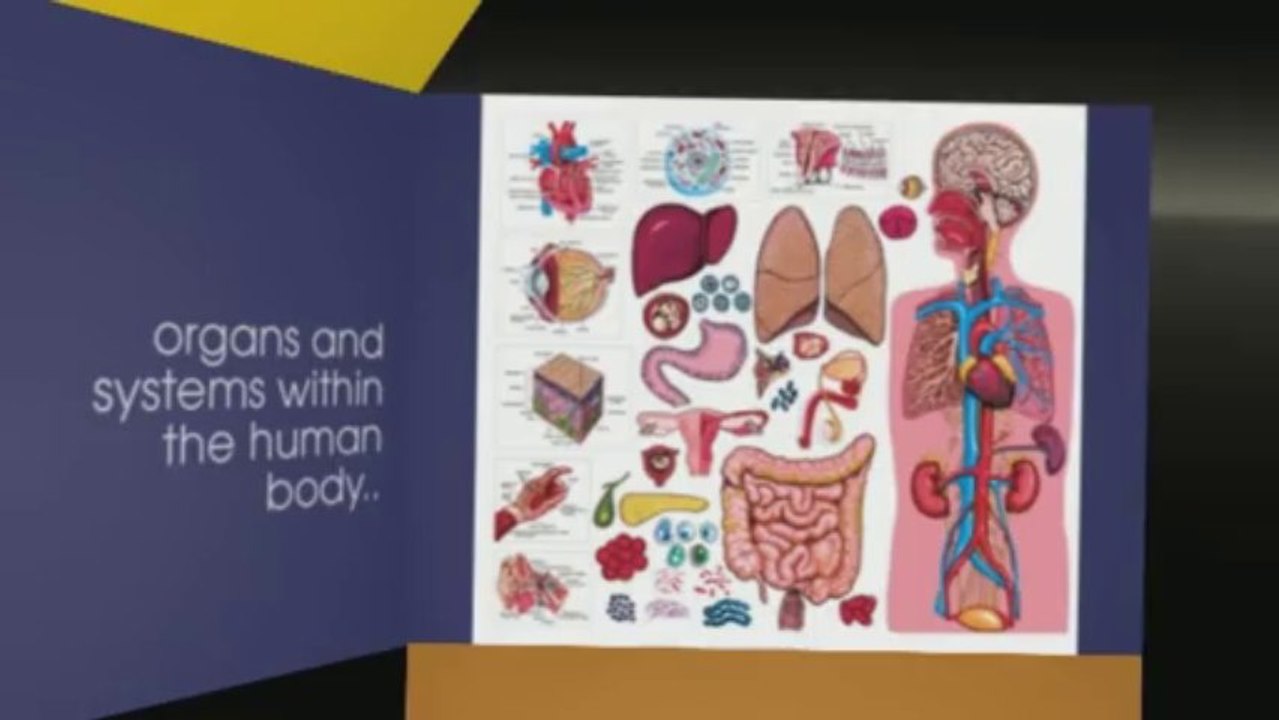 Exploring Biomechanical Engineering: A Multidisciplinary Approach