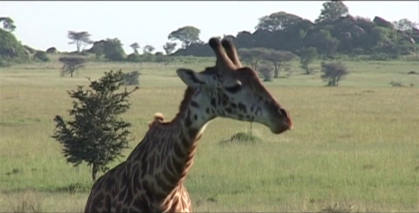 Savane et neiges éternelles en Tanzanie