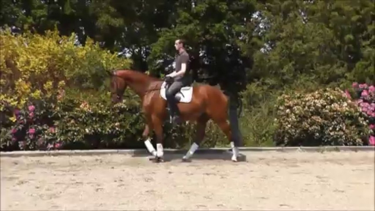 Conteur - 2009 - Gelding