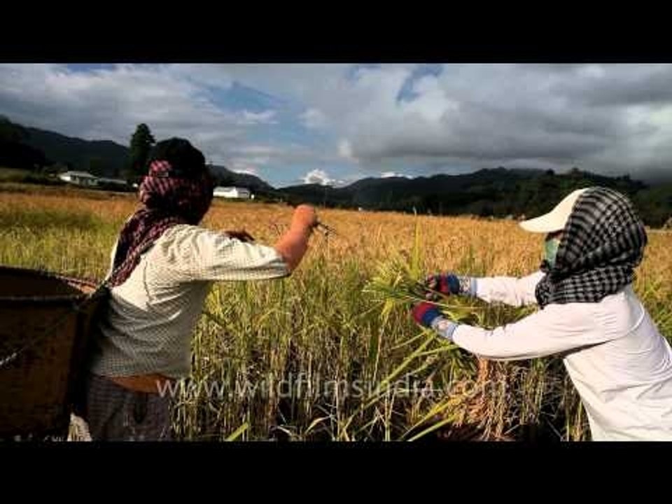 Cutting off the grains: Harvesting techniques in Ziro