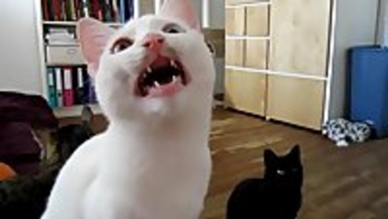 Alien cat communicates with clicks