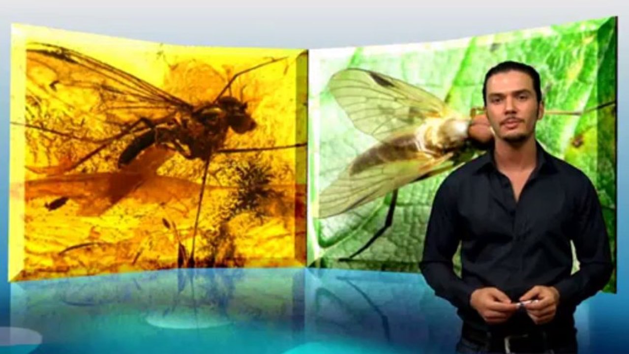 Der falsche Gott der Evolutionisten der Zufall