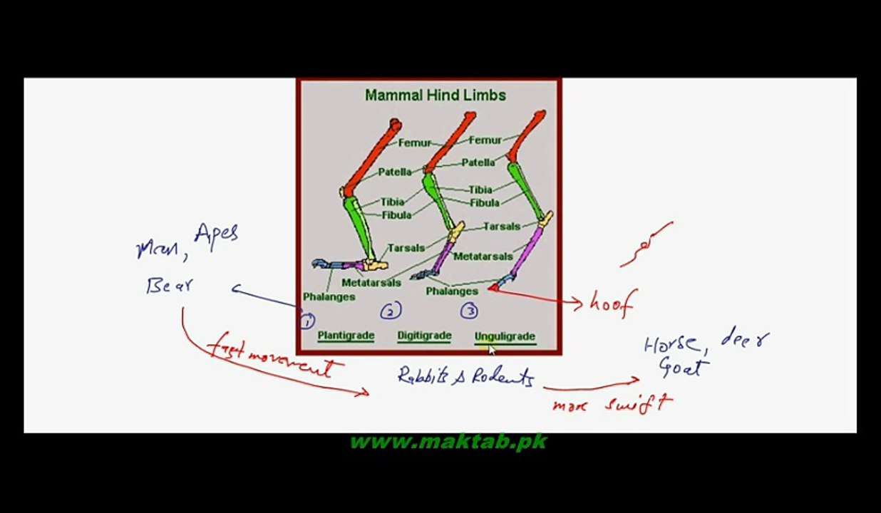 FSc Biology Book2, CH 16, LEC 19, Locomotion in Mammals and Evolutionary Changes in Arrangement of Bones
