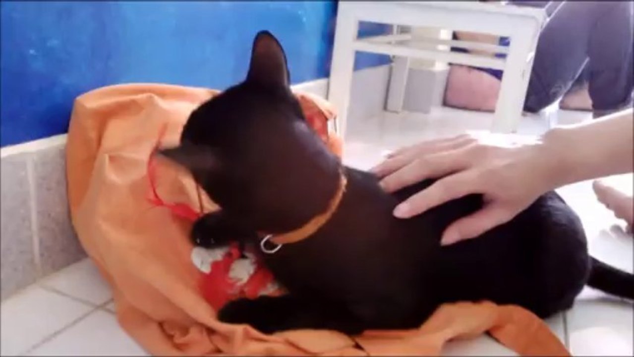 The Cat and a Dreamcatcher