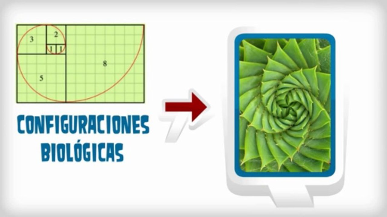 Educación Matemática 'La Matemática en la Naturaleza'