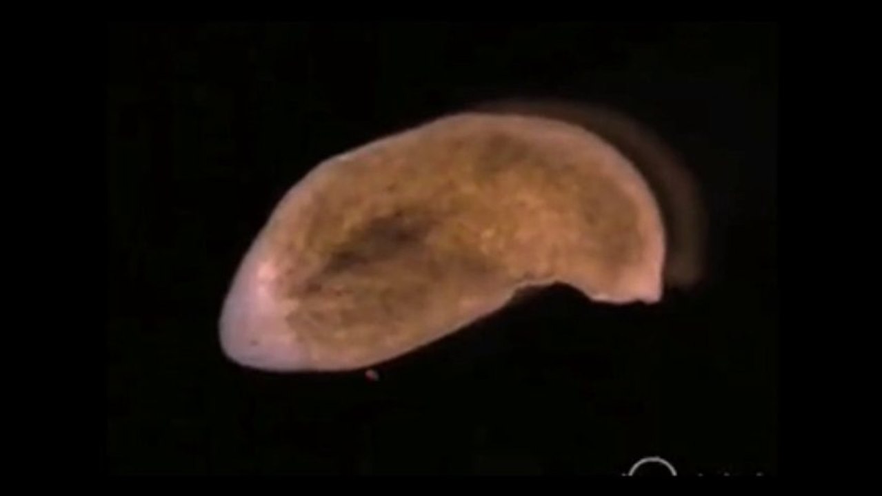 Mystery worm can regenerate its whole body