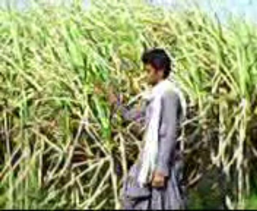 DILRUBA AHMED KHAN JATOI