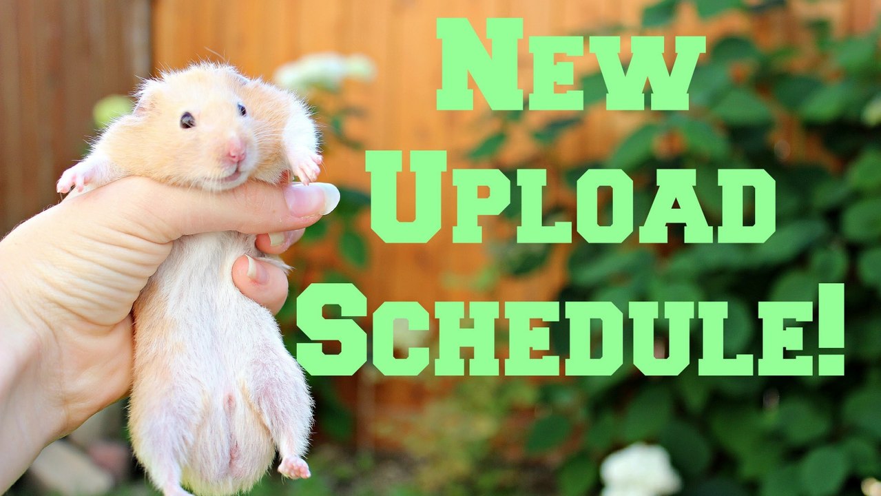 New Upload Schedule!