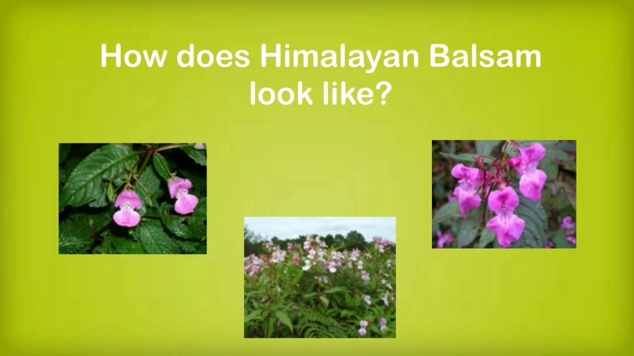 Himalayan Balsam