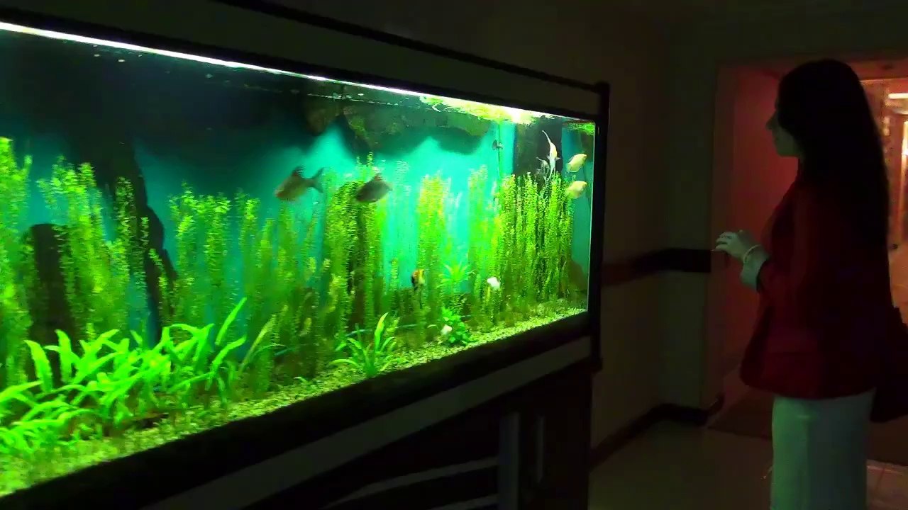 Спецназ Рода Небесного