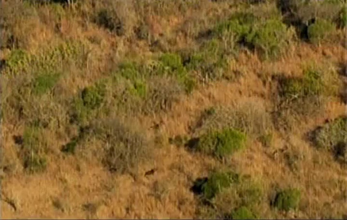 Стая.Гиеновые собаки.