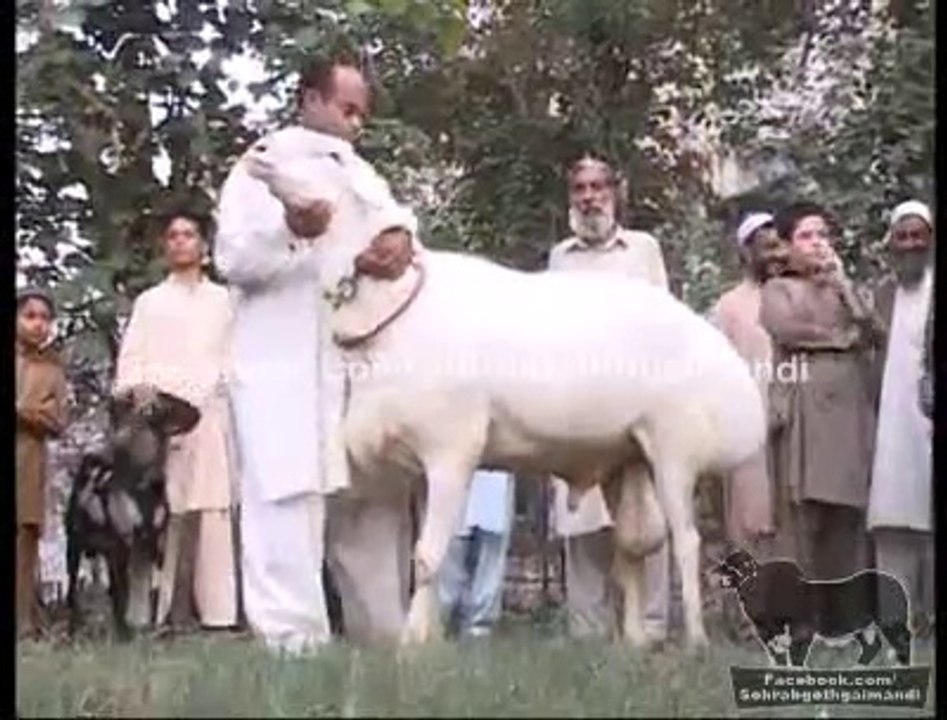 Jaffar Ali Sheep 2013