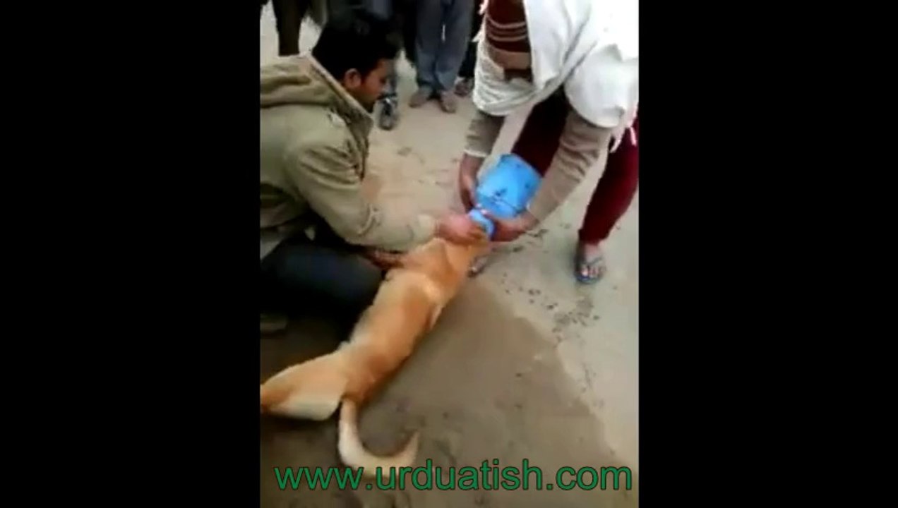 Very Funny. Kuty ke aath naiki