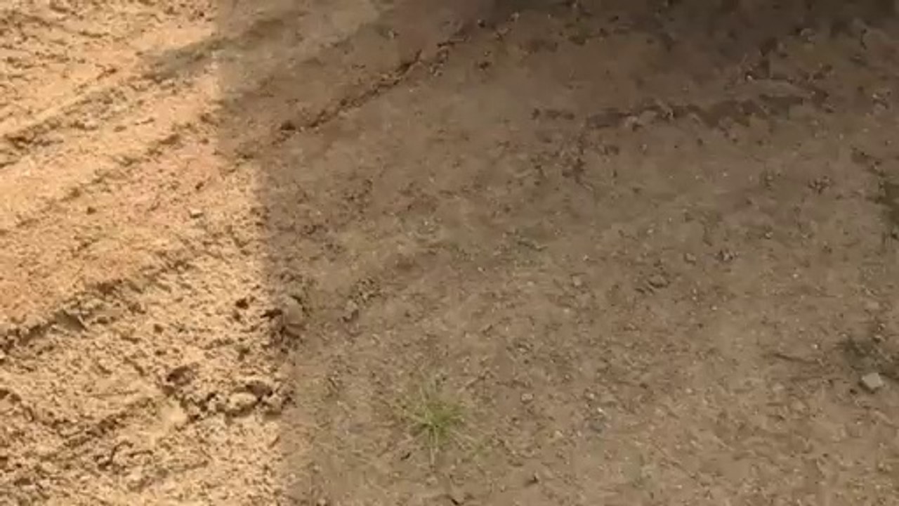 Dodge: Innovative Vehicles and Performance 🚗