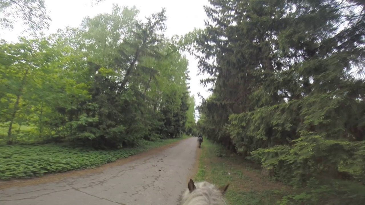 Верховая езда подмосковье