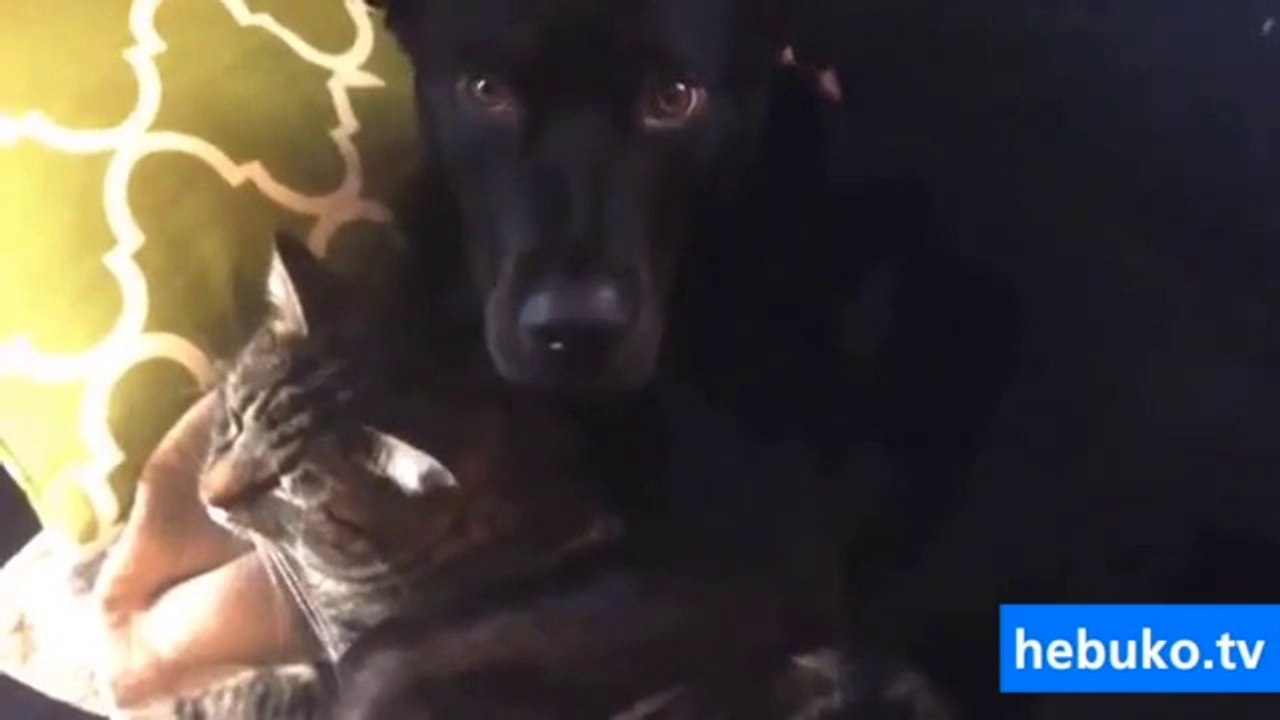 kedi ve köpeğin aşkı