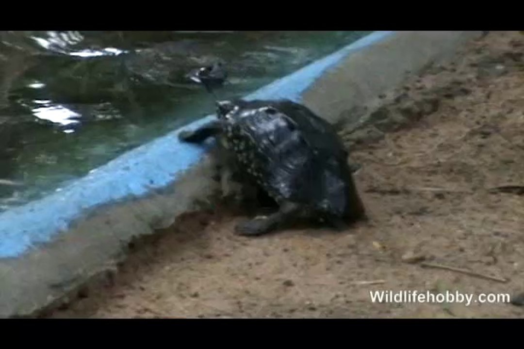 Turtle Feeding