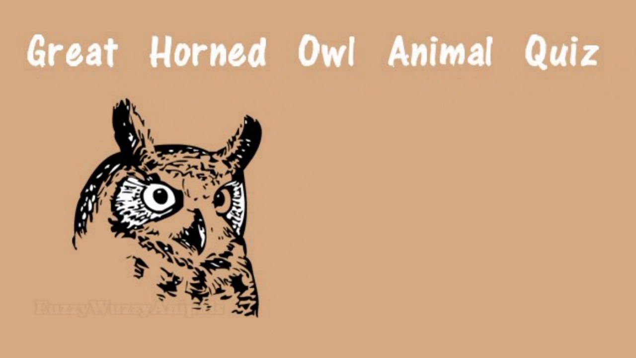 Great Horned Owl Animal Quiz