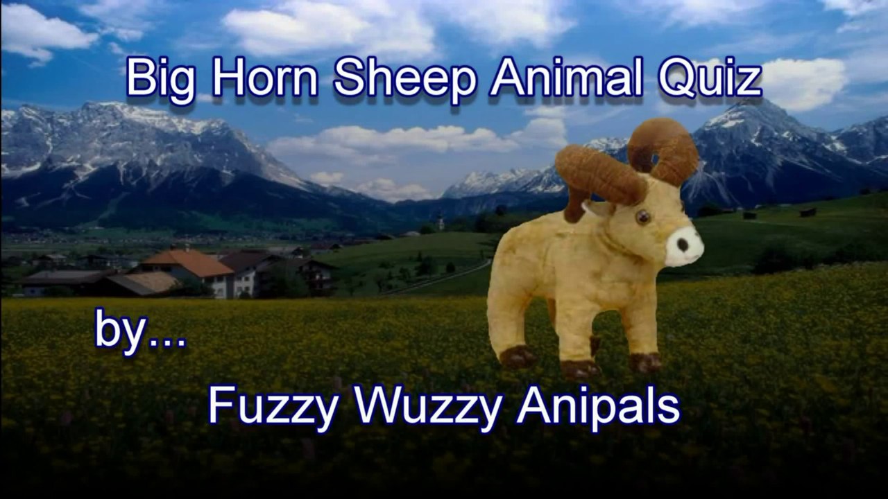 Big Horned Sheep Animal Quiz