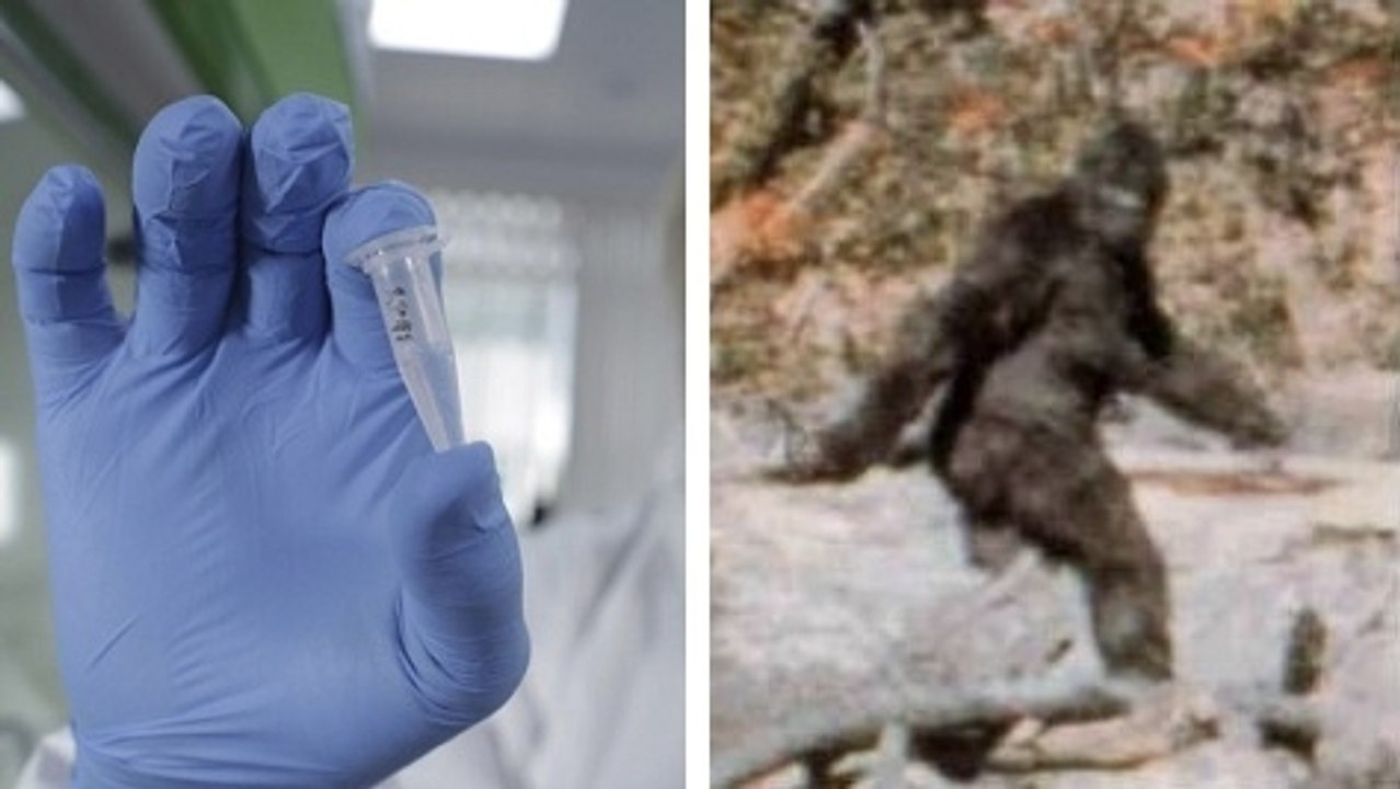 New Analysis Of Hair Samples Reveals Bigfoot's Disappointing True Identity