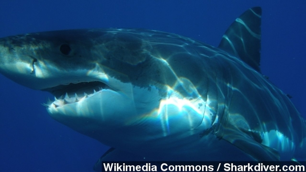 Shark Attacks California Swimmer. What Are The Odds?
