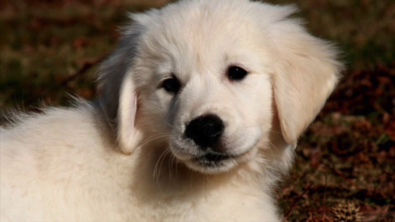 Recherche Goldens | Photos of Goldens