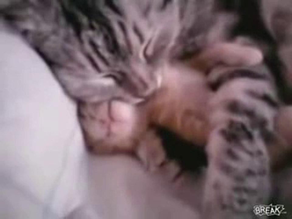 Cat Hugs Baby Kitten Having Nightmare