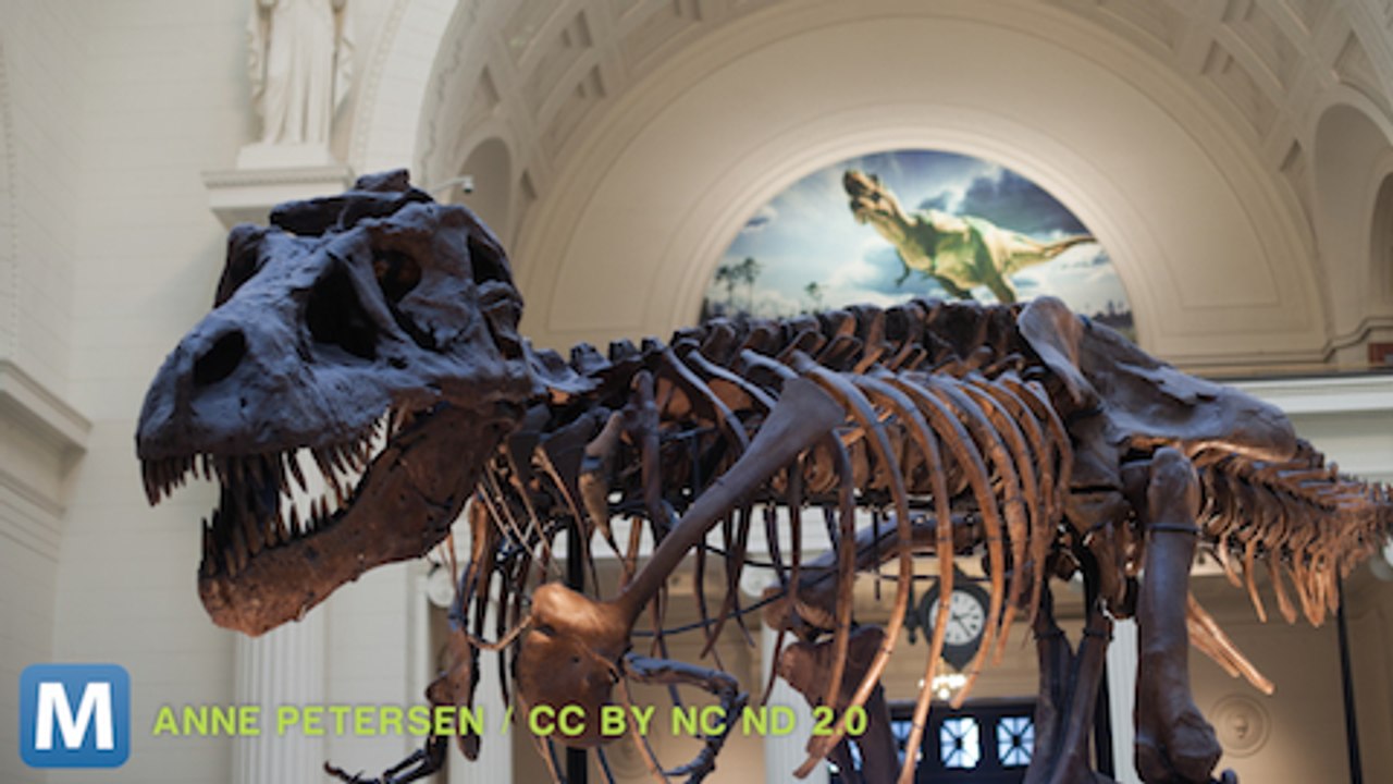 Fossils From Earth Could Be on the Moon