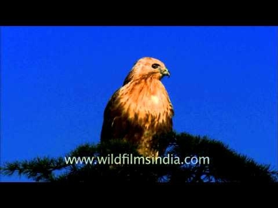 Raptor in Landour - which one is it? Buzzard or Eagle?