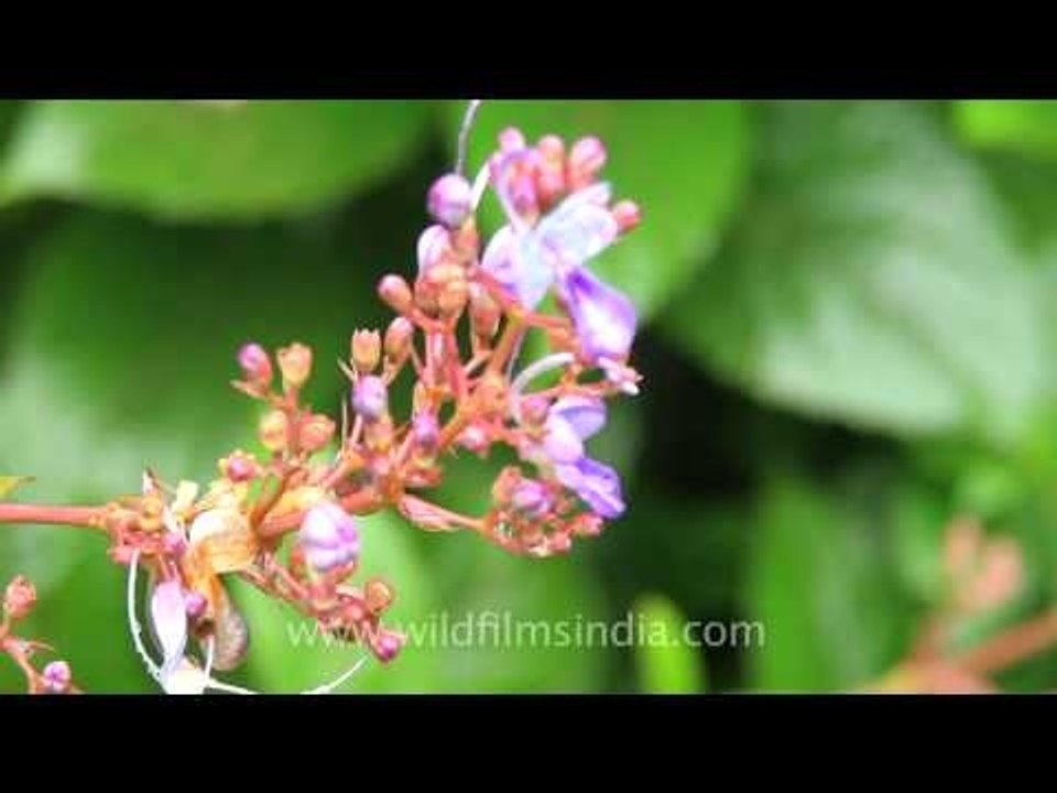 Clerodendrum serratum (Rotheca serratum) of Kas plateau
