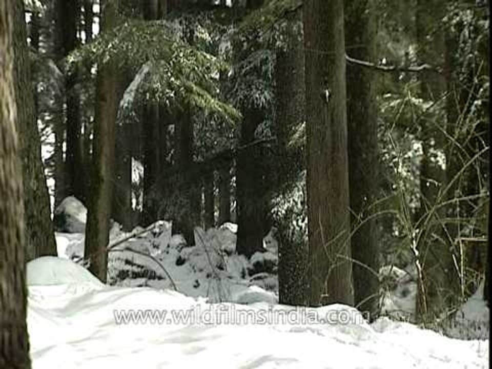 Snow melting off deodar trees in Manali town!