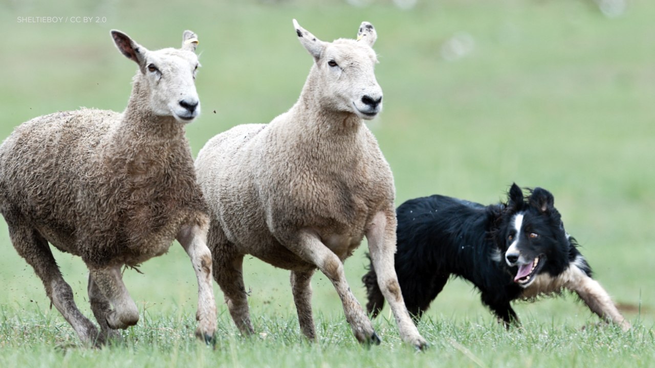 Scientists Derive a Mathematical Model From Sheepdog Behavior