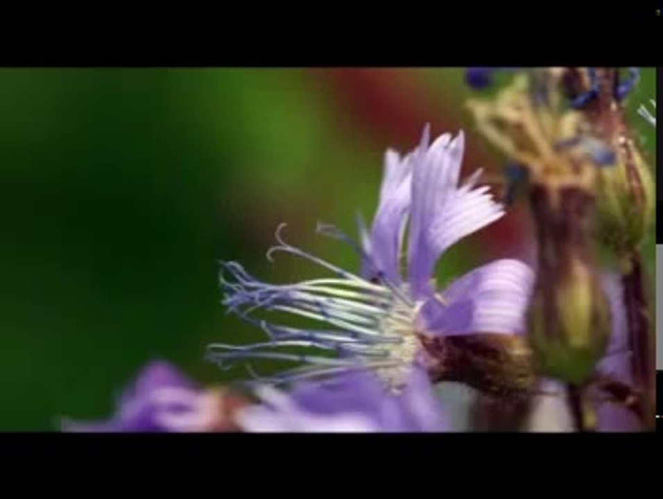 Eritrean Instrumnental Music - Dawit Kidane