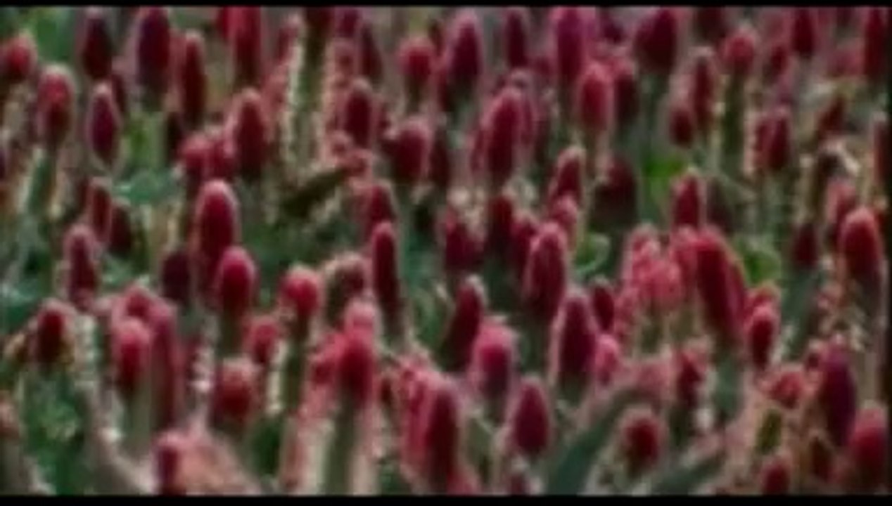 Eritrean Instrumrntal Music - Dawit Kidane_2