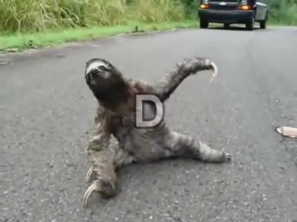 SLOTH DROP THE BASS