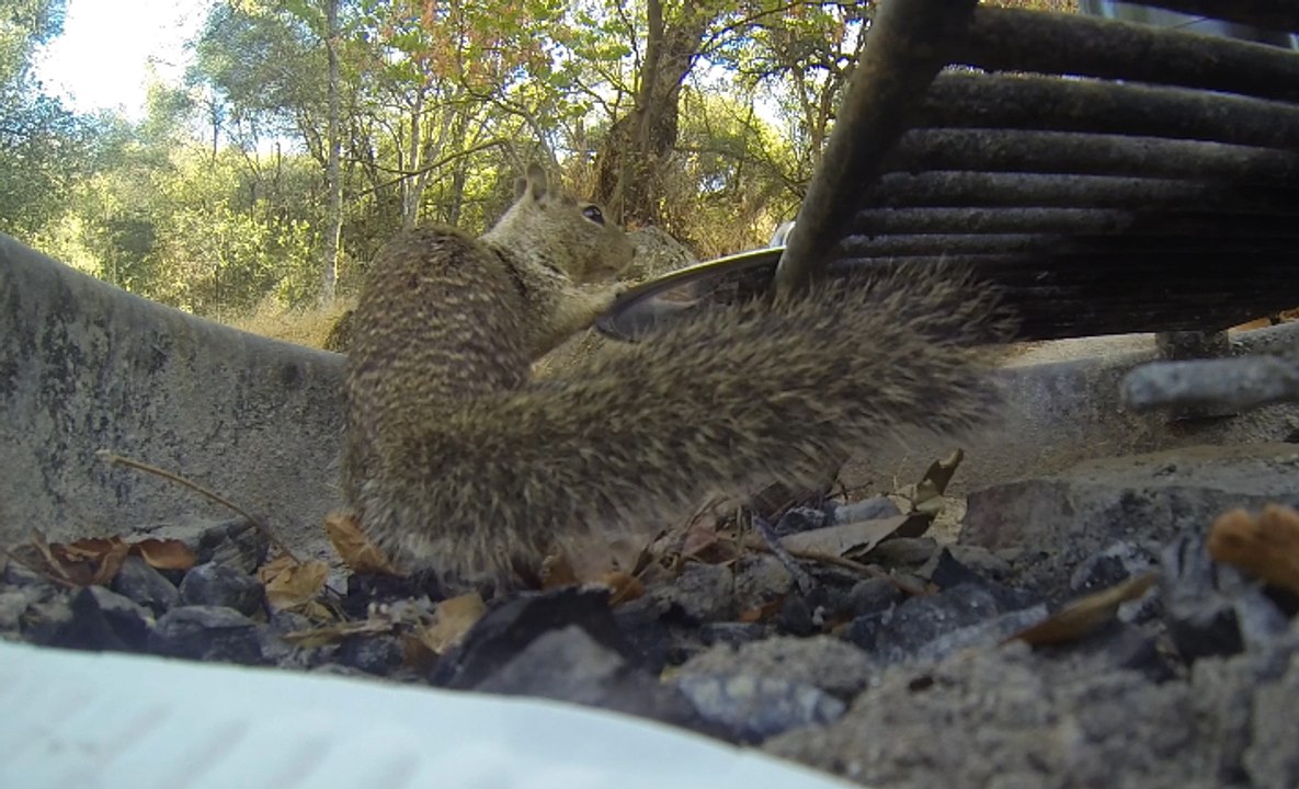 Squirrel VS Pan Lid (Sequoia NP)