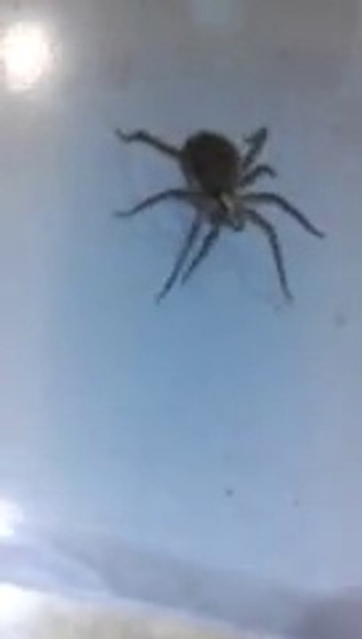 Une effrayante araignée