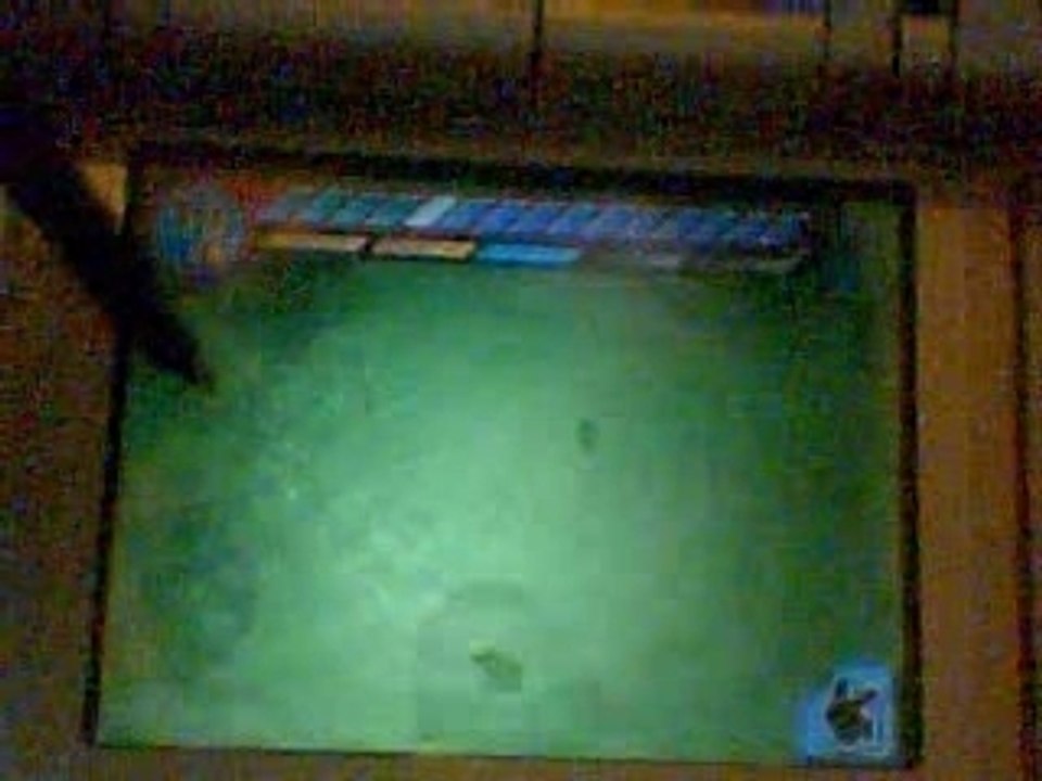 l'oeuf de manaphy - celebi mission