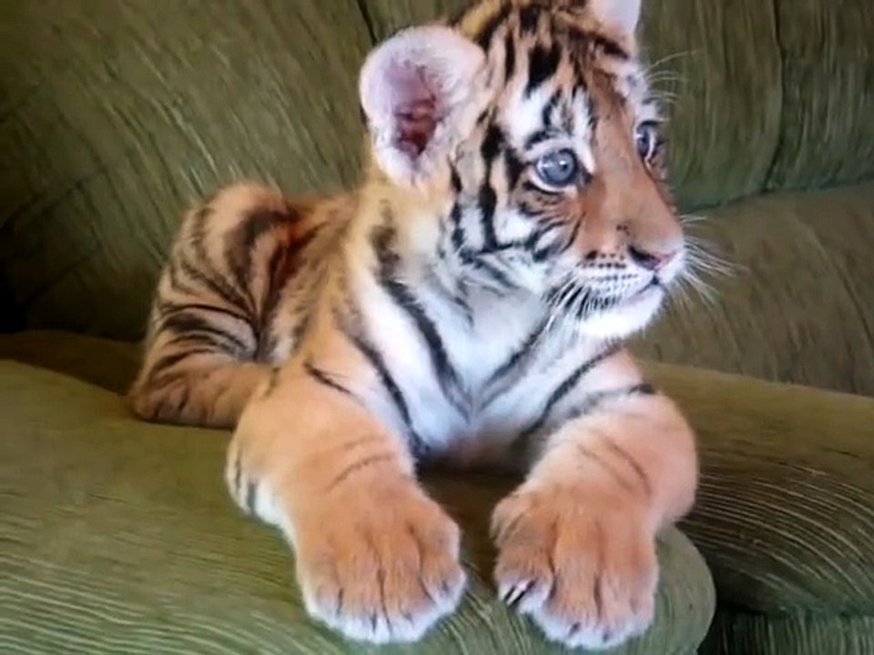 Dog and Tiger Play Together in Room